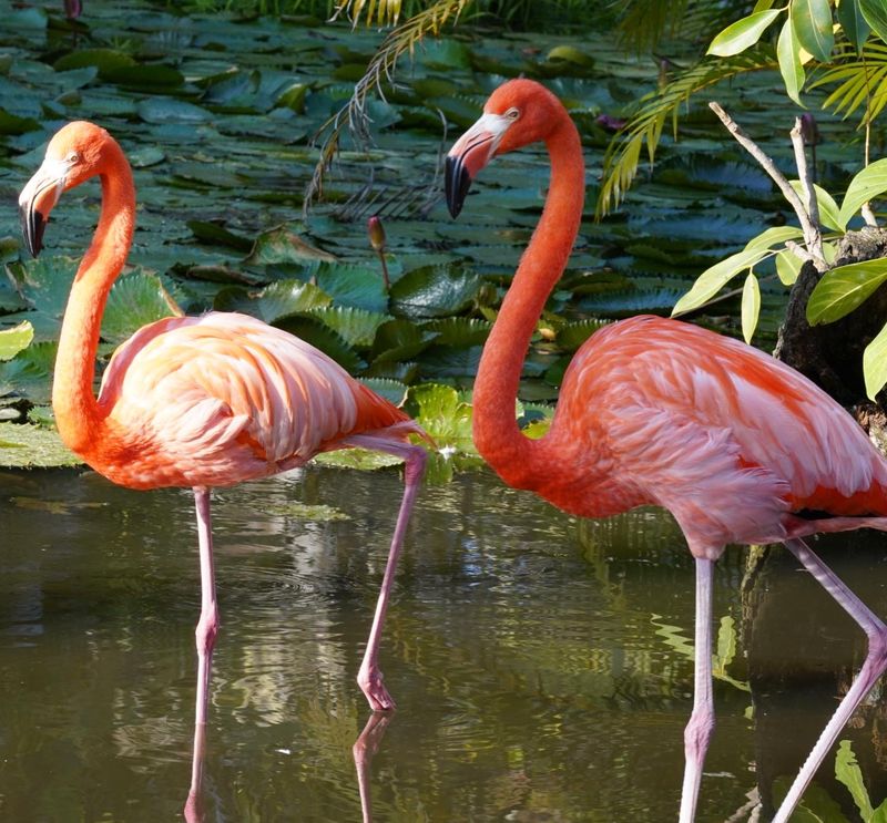 Flamingos Steal the Show