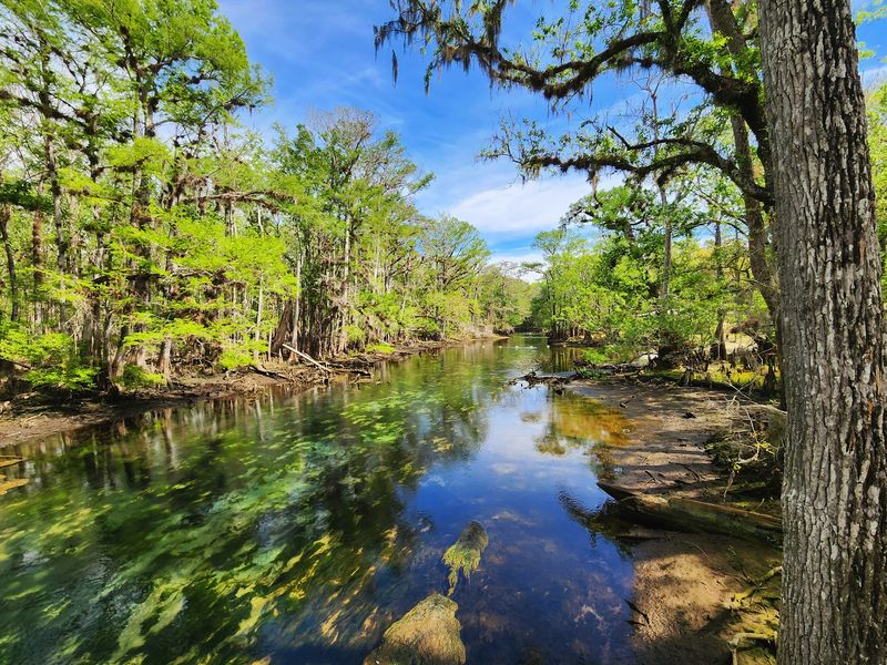 Manatee Springs State Park Campground (Chiefland)