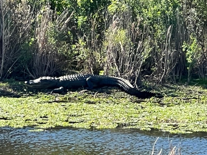 Alligators Everywhere You Look