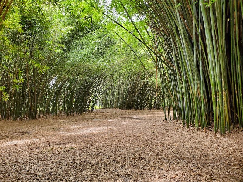 The Bamboo Grove
