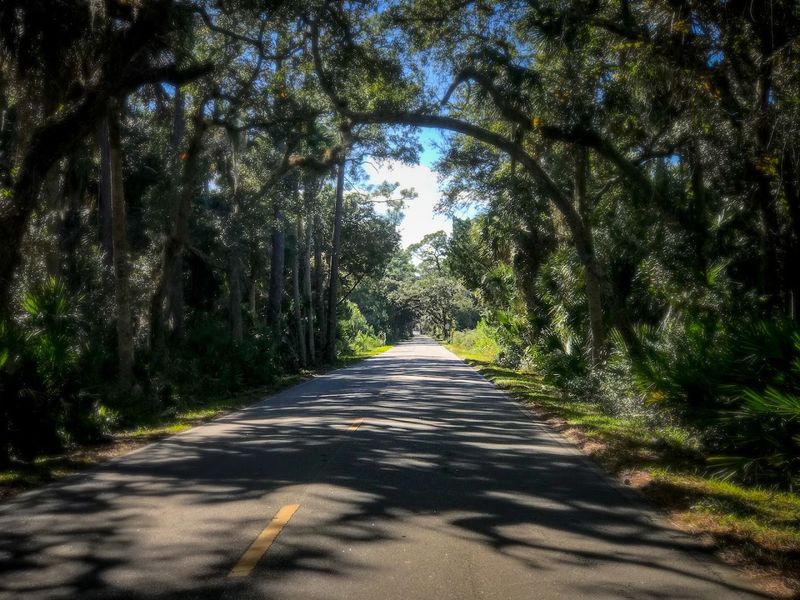 Tree-Canopied Roads That Feel Like Driving Through a Painting
