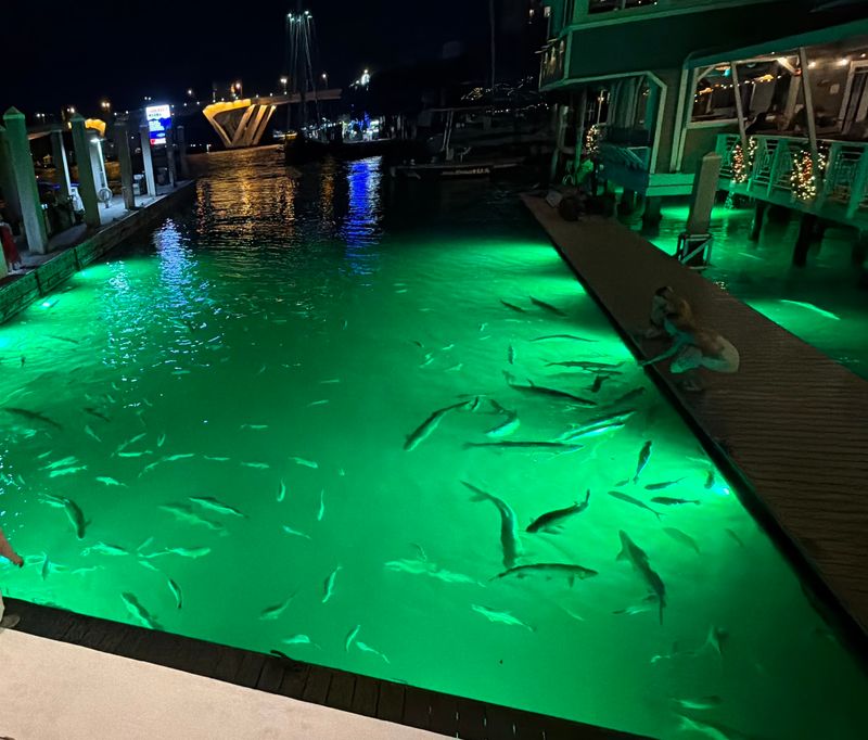 Tarpon Feeding From the Dock