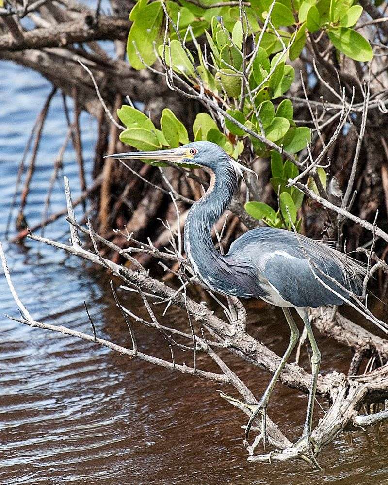 Bird Watching Paradise
