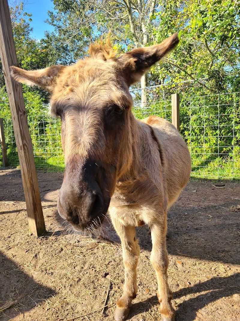 Barnyard Friends Area