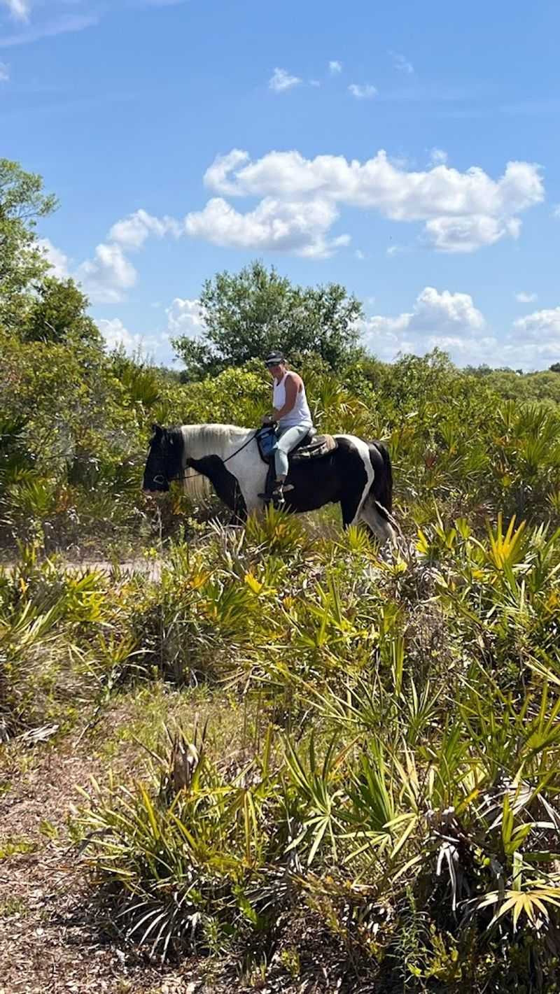 Myakka River Trail Rides (Myakka City)