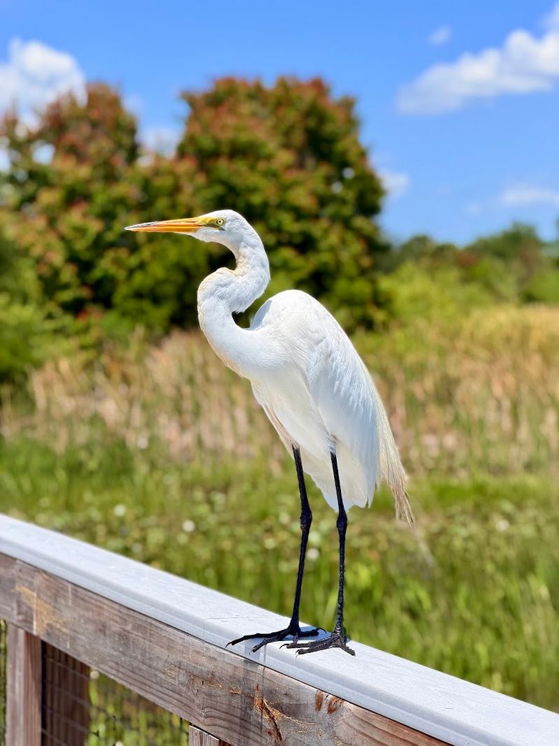 Wildlife Encounters That Feel Like Discovery Channel