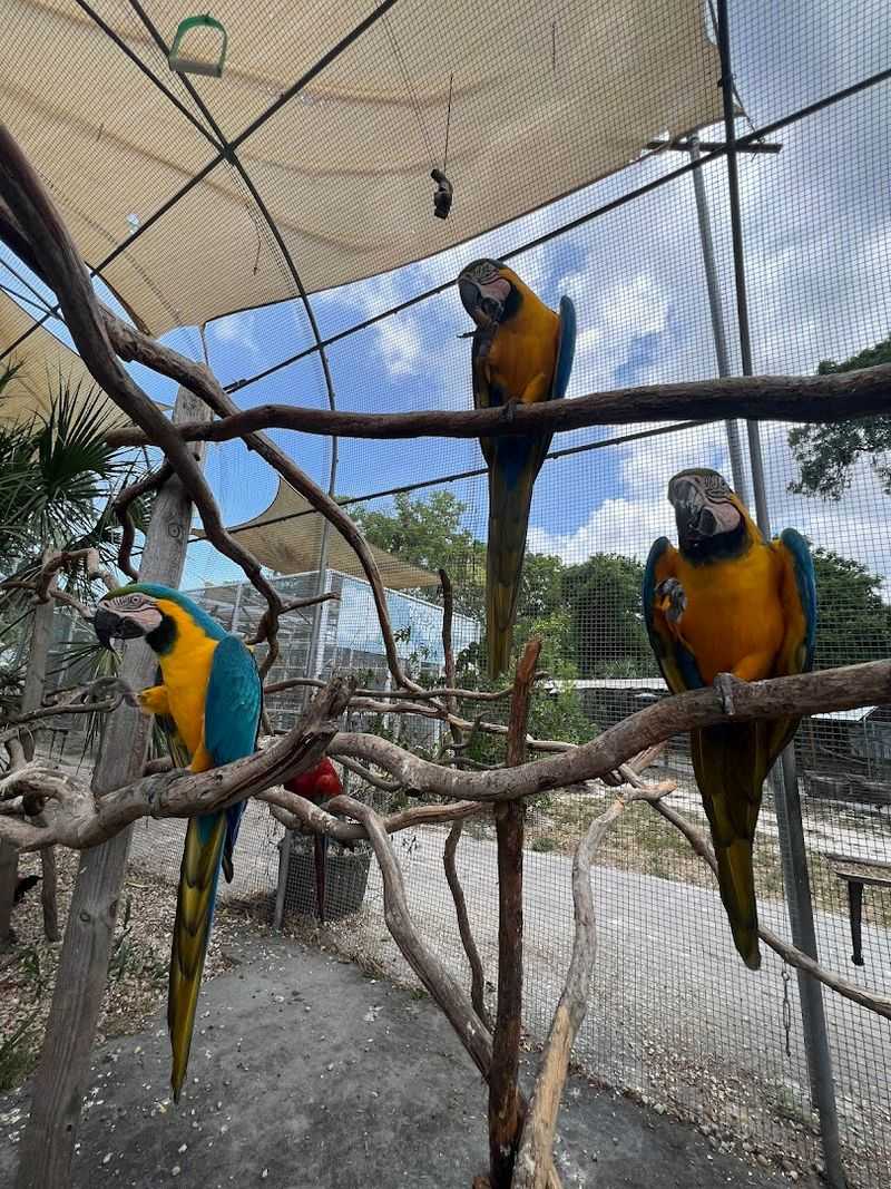A Reputable Forever Home For Birds Who Outlive Their Owners