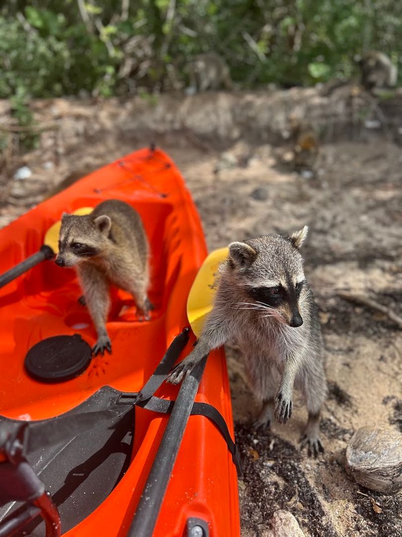 The Welcoming Committee Runs on Four Legs