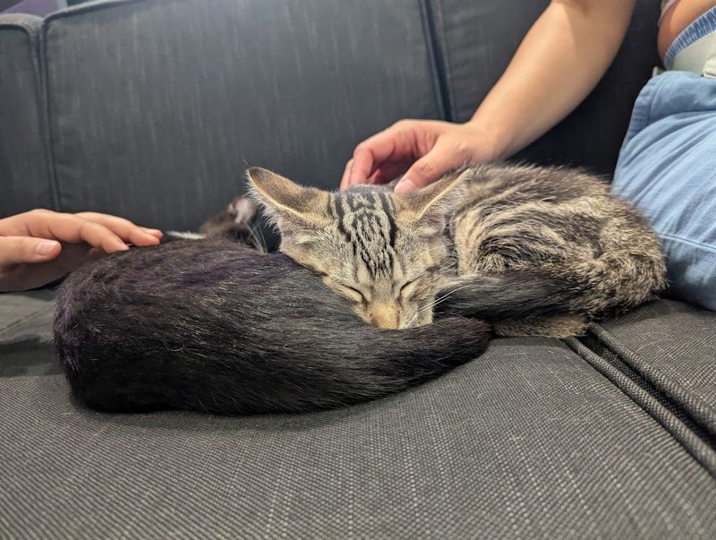 Best Times To Visit For Maximum Cuddles