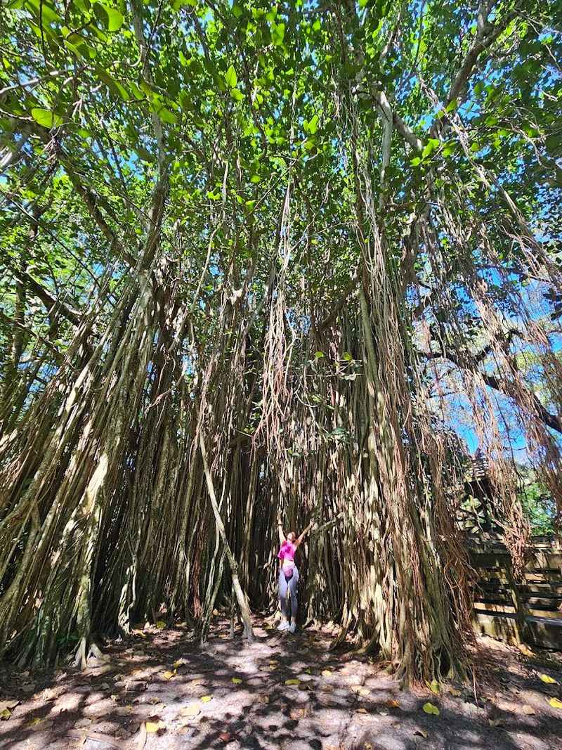 Majestic Banyan Trees and Towering Canopies That Feel Like Another World