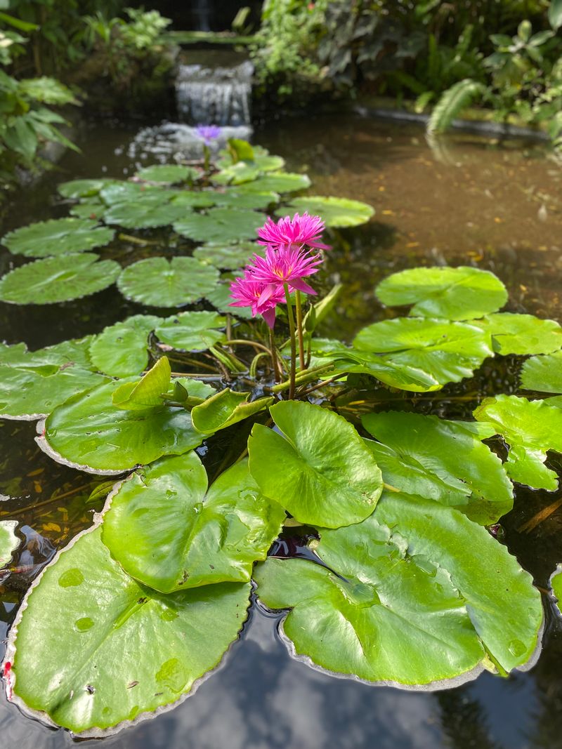 Butterfly Aviary and Pollinator Nooks