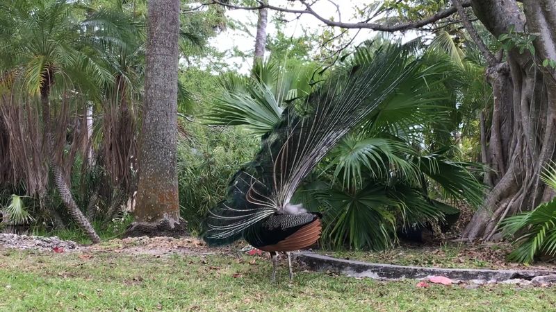 Wildlife Watching Opportunities