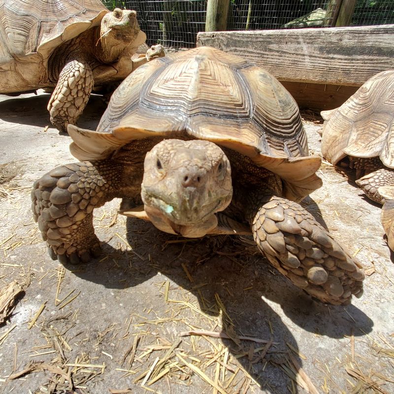 Tortoise Pen and Lettuce Snacks