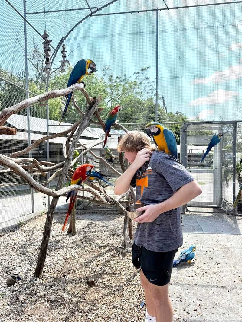 Over 800 Rescued Parrots Call This Place Home