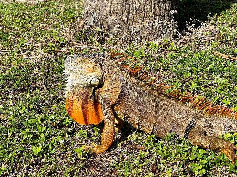 Iguanas Basking in Paradise