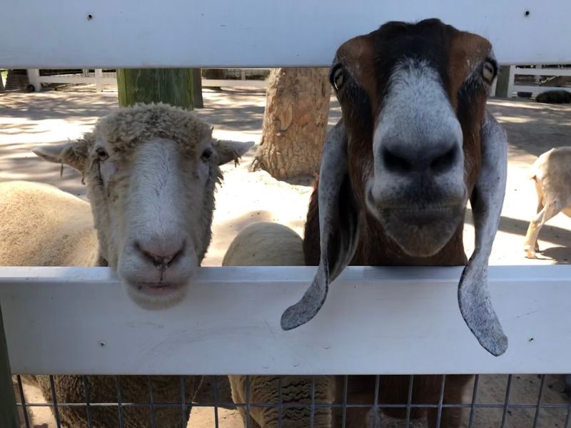 Petting Farm Favorites