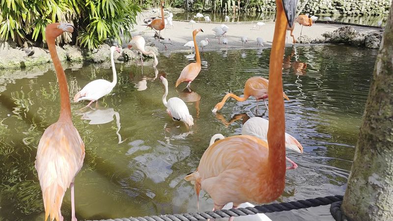 The Aviary and Interactive Bird Feeding