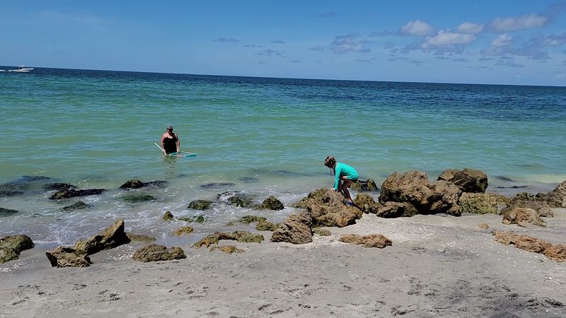 Hunt for shark teeth on Venice Beach (Venice)