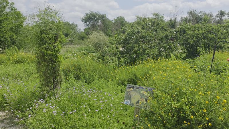Gardens Designed for Maximum Pollinator Power