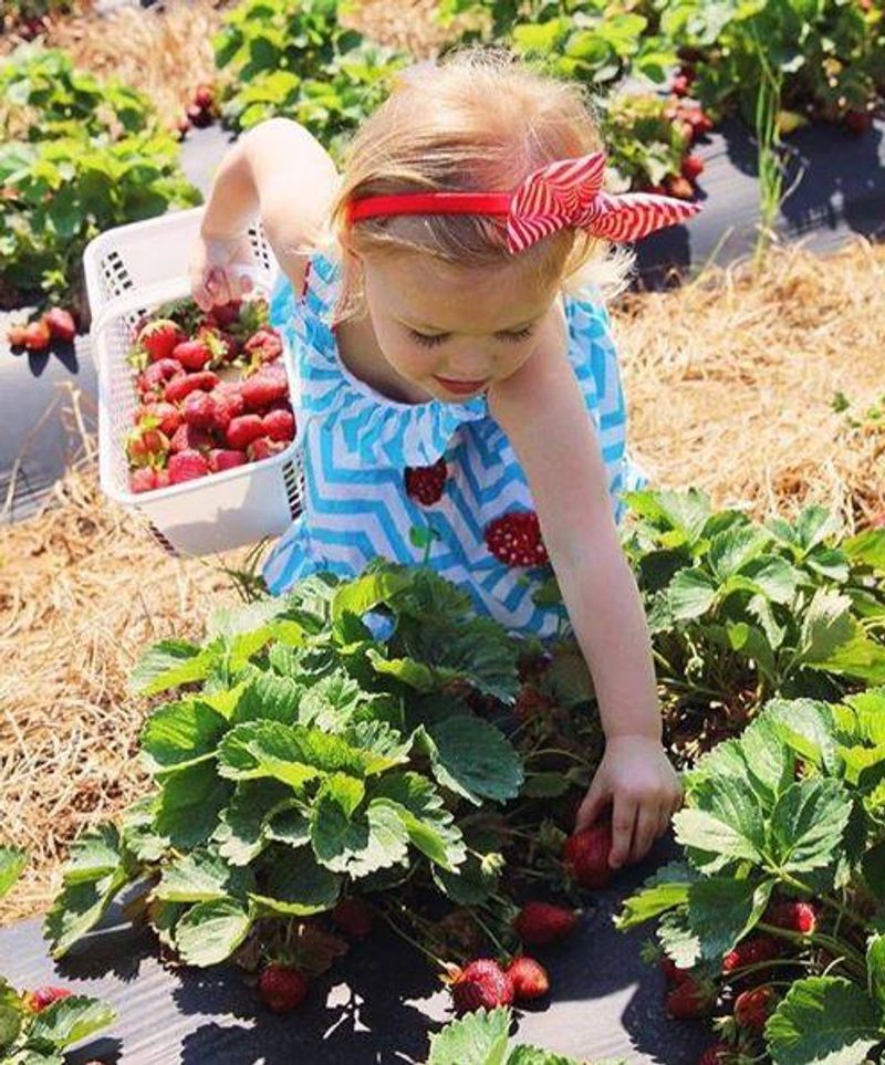 Carrigan Farms (Mooresville)
