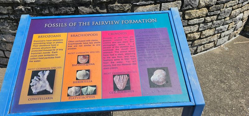 What Fossils You Can Find