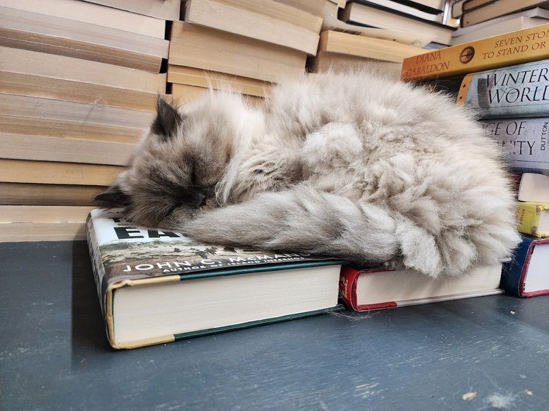 The resident cats are part of the charm