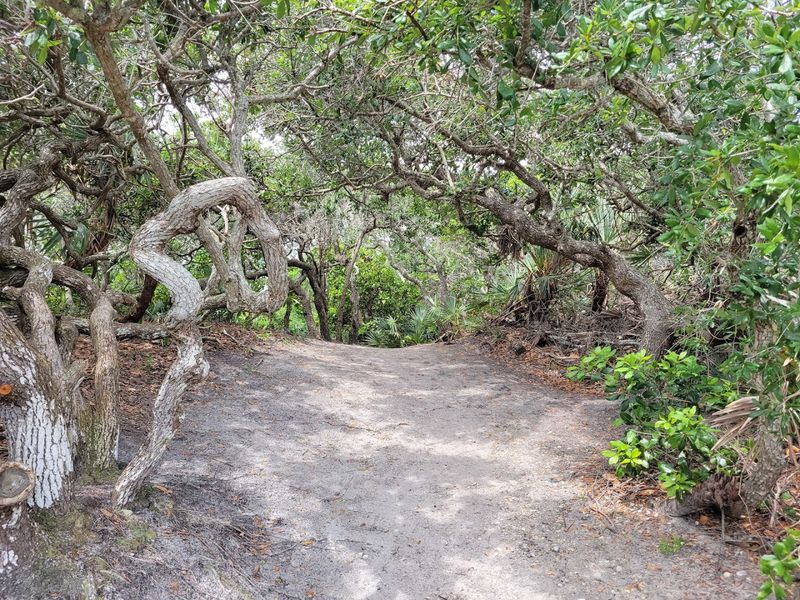 Green Mound at Ponce Preserve (Ponce Inlet)