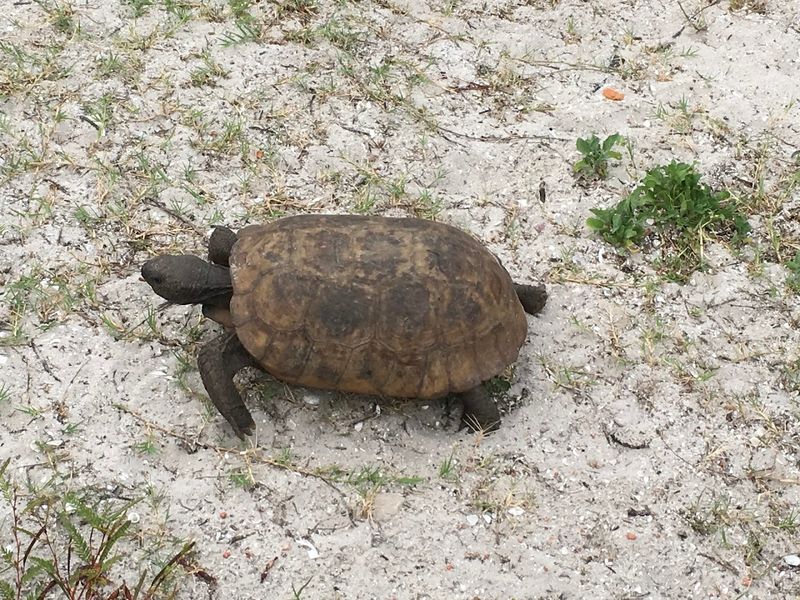 Wildlife and Gopher Tortoises