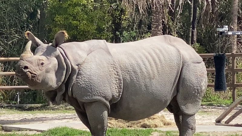 Rhinos, Leopards, and Endangered Species