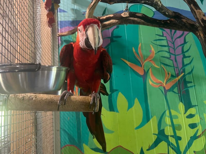 The Rescue, Rehabilitation, and Lifelong Care Behind the Mission