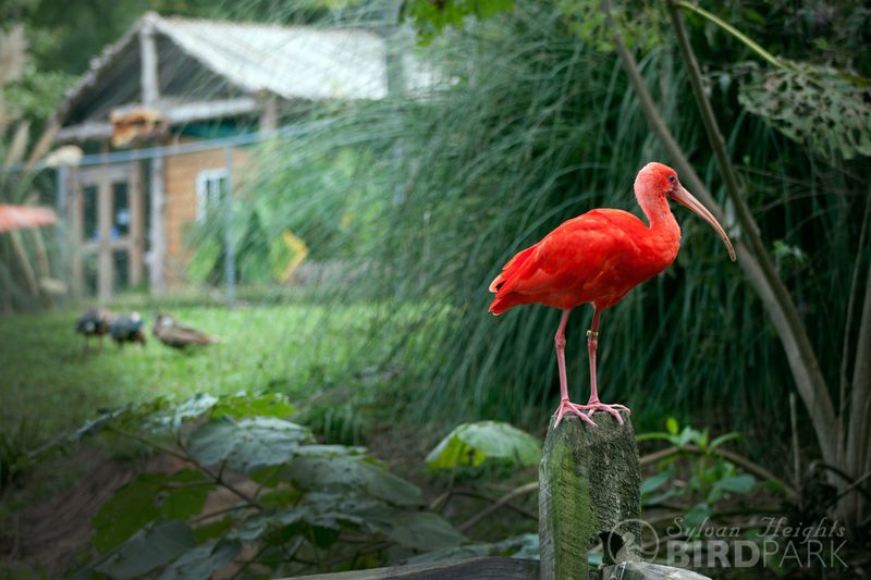 Sylvan Heights Bird Park (Scotland Neck)