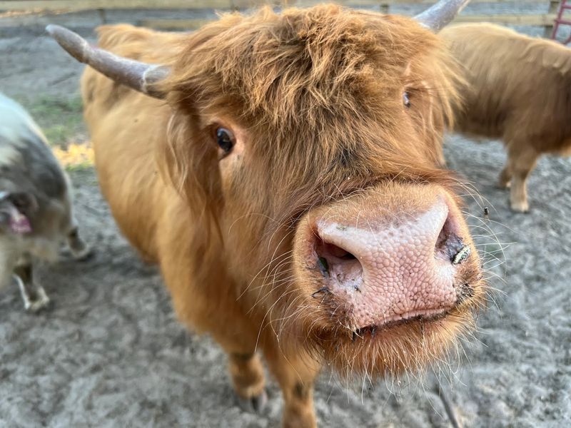 Learn About Rare Miniature Cattle Breeds