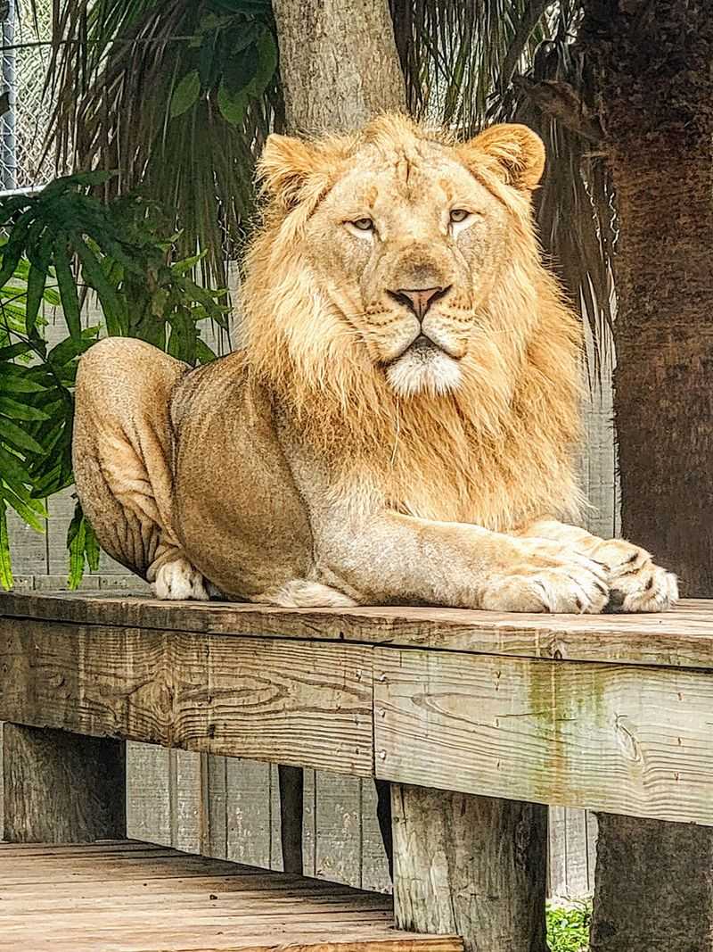 Naples Zoo at Caribbean Gardens (Naples)