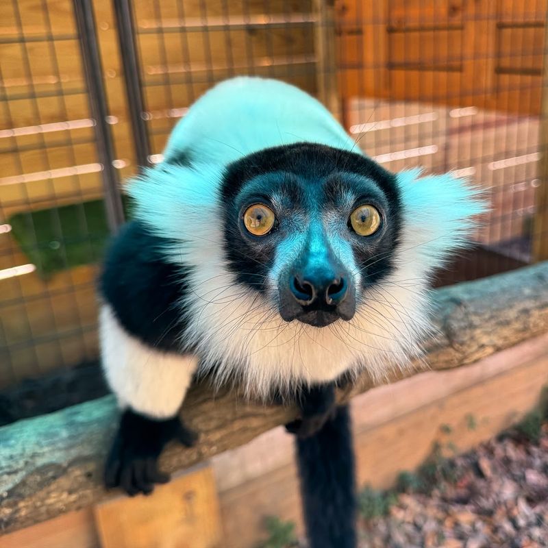 North Florida Wildlife Center (Lamont)