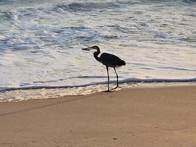 Abundant Wildlife Encounters