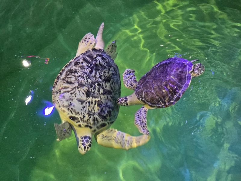 Sea Turtle Rehabilitation Exhibits