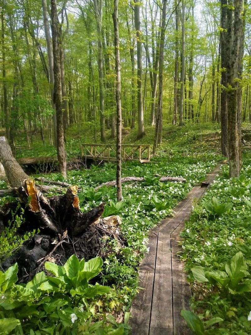 Dowagiac Woods Nature Sanctuary (Dowagiac)