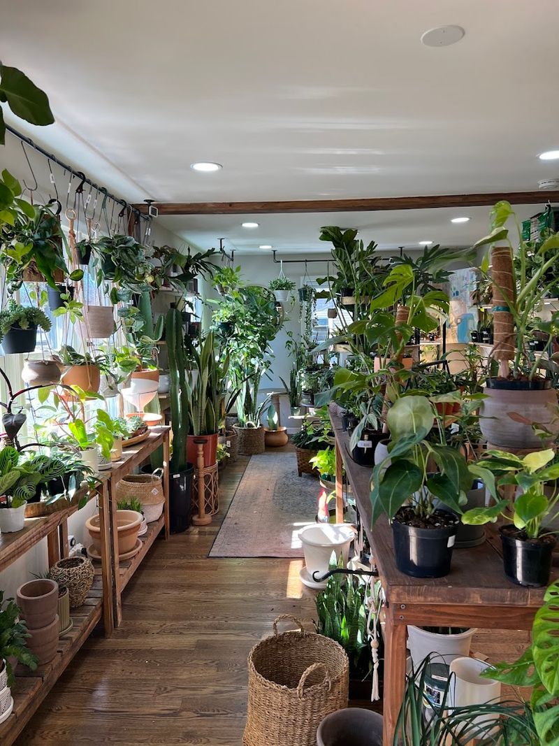 What Makes Hidden Seed Plant Shop Worth The Stop