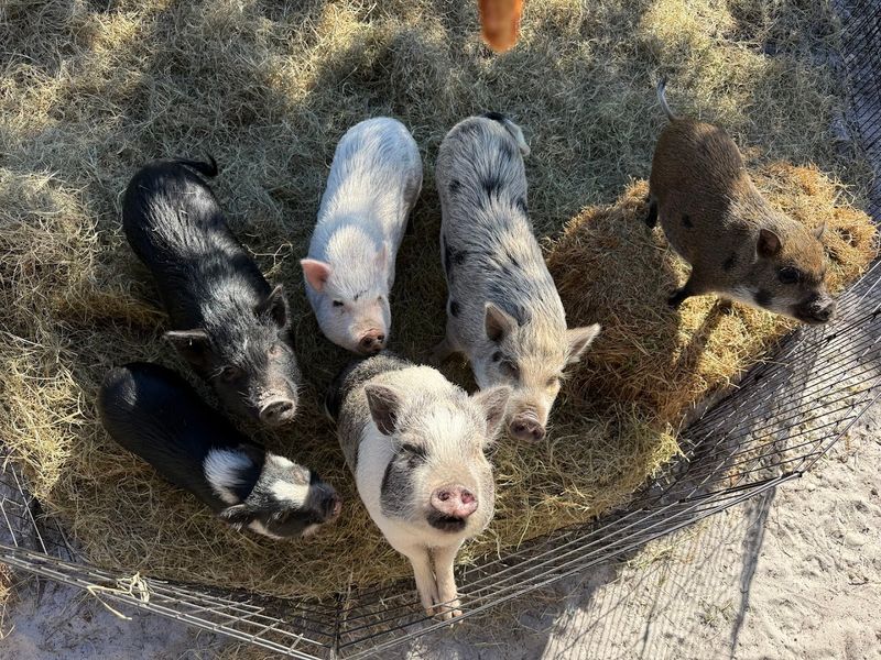 You Can Hang Out With Adorable Mini Pigs at This Farm Just 45 Minutes From Tampa