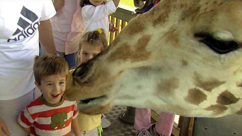 Giraffe Feeding Station Where You Get Up Close