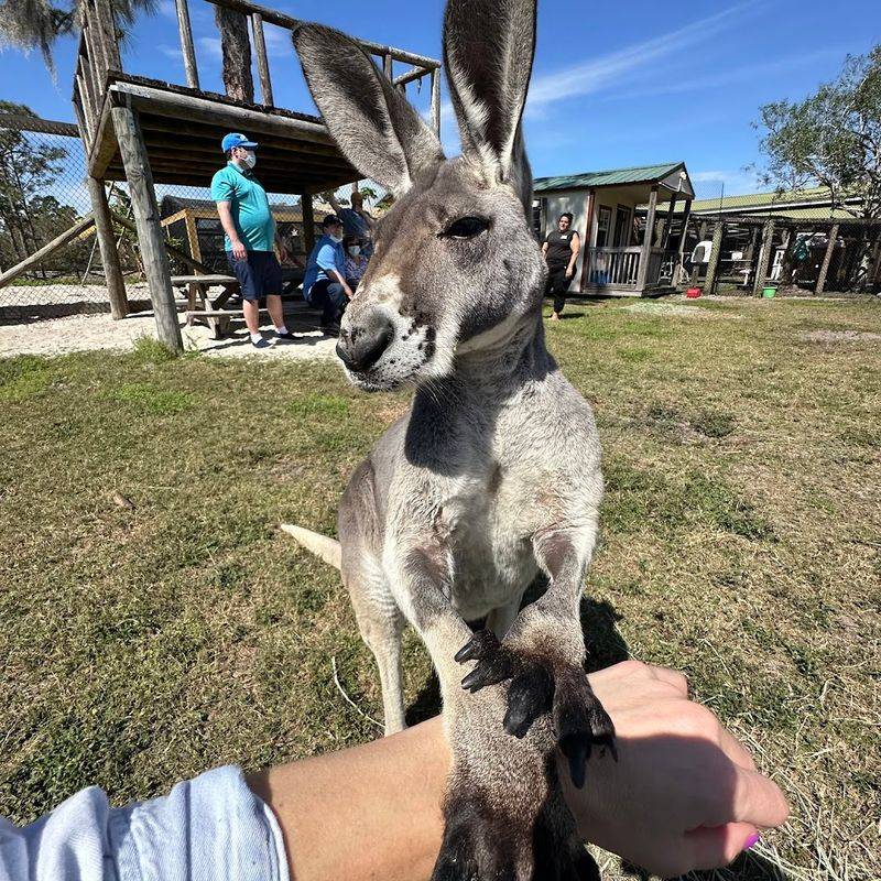 Kangaroo Meet and Greet