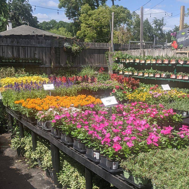 Milkweed and Butterfly Garden Finds