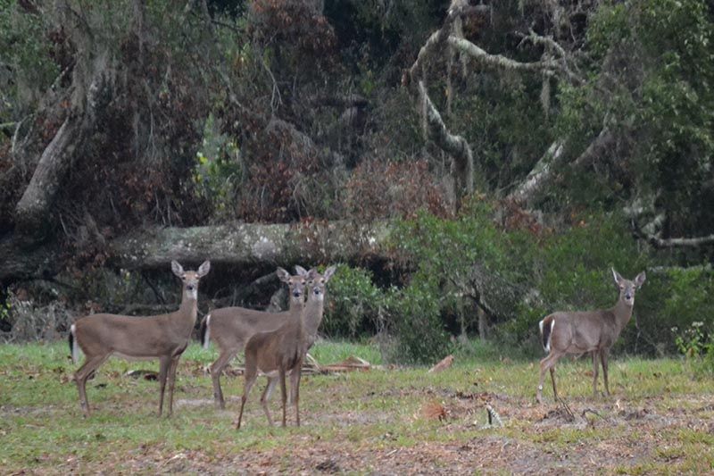 Wildlife Watching at Every Turn
