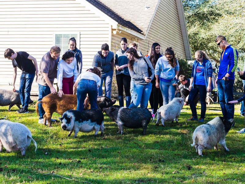 Meet the Rescued Pigs