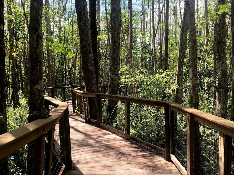 A Mile-Long Boardwalk Through Cypress Swamp