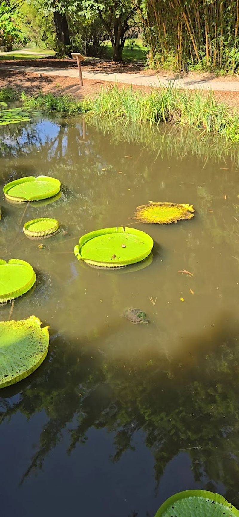 The Kanapaha Vines and Arbors