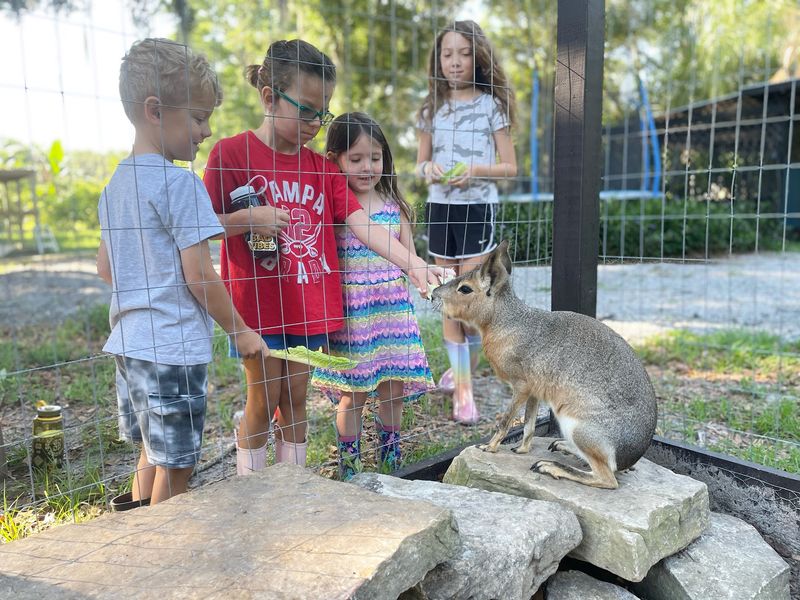 Patagonian Cavies That Surprise Everyone