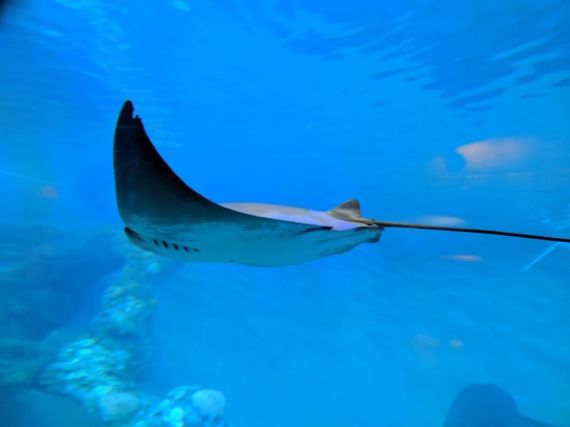 Interactive Stingray Touch Pool