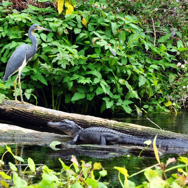 Turtles, Herons, and Hidden Wildlife Treasures