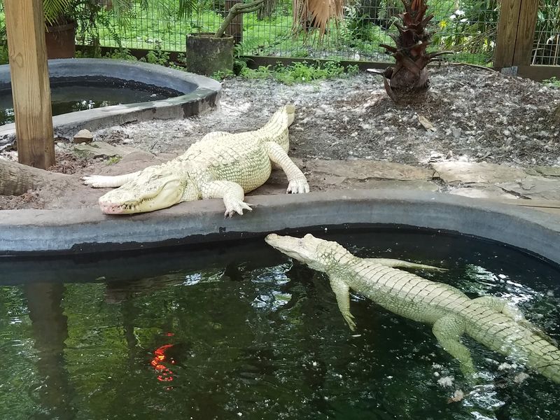 Wild Florida Airboats & Gator Park